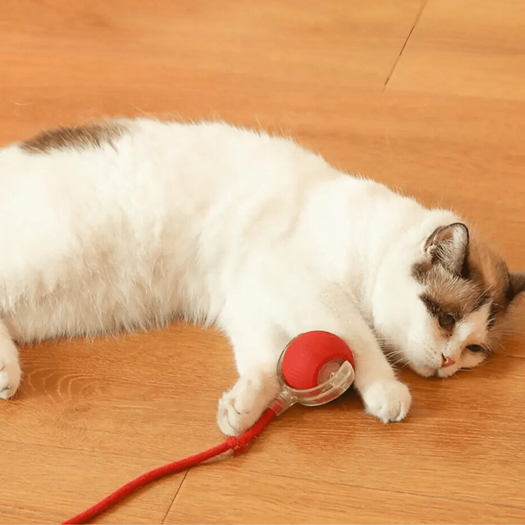 Balle interactive pour chats avec queue réaliste – Image 3